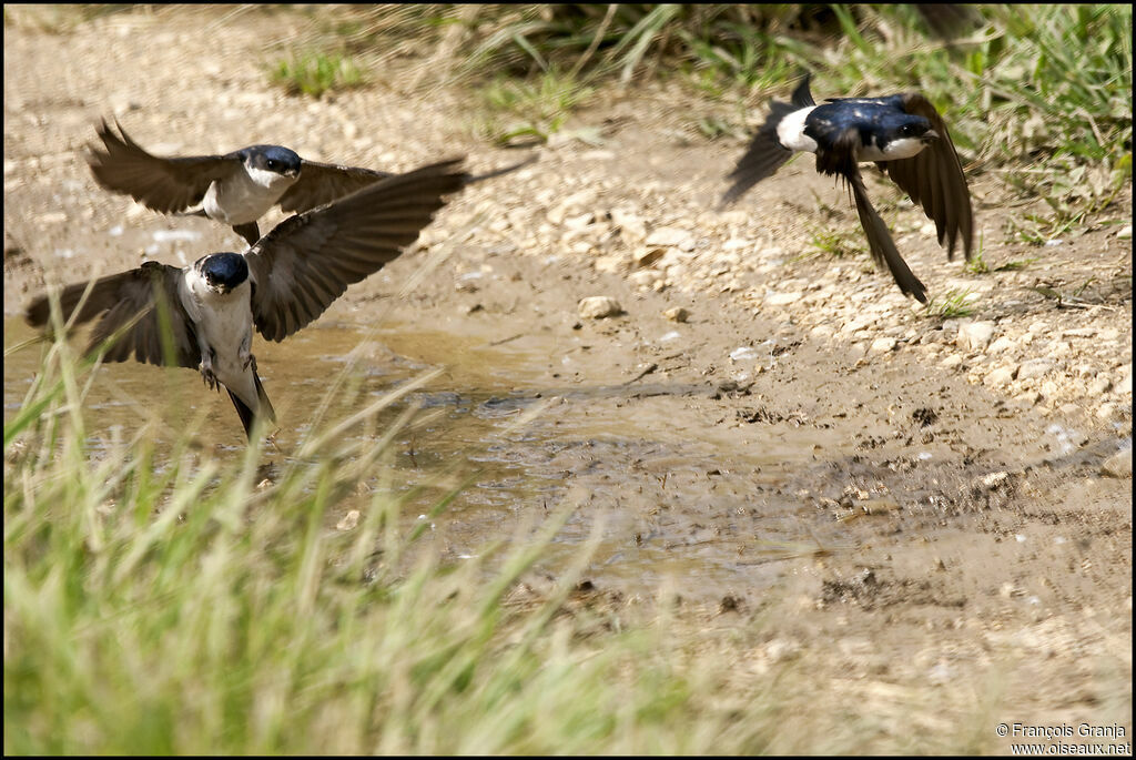 Common House Martinadult