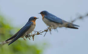 Angolan Swallow