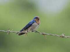 Angolan Swallow