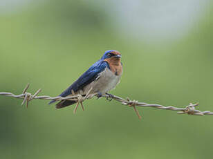 Hirondelle de l'Angola