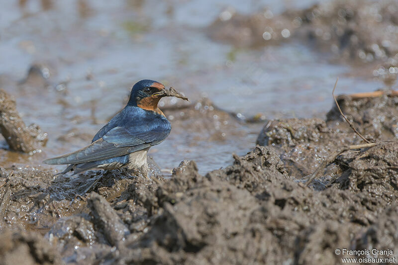 Hirondelle de l'Angolaadulte