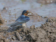 Angolan Swallow