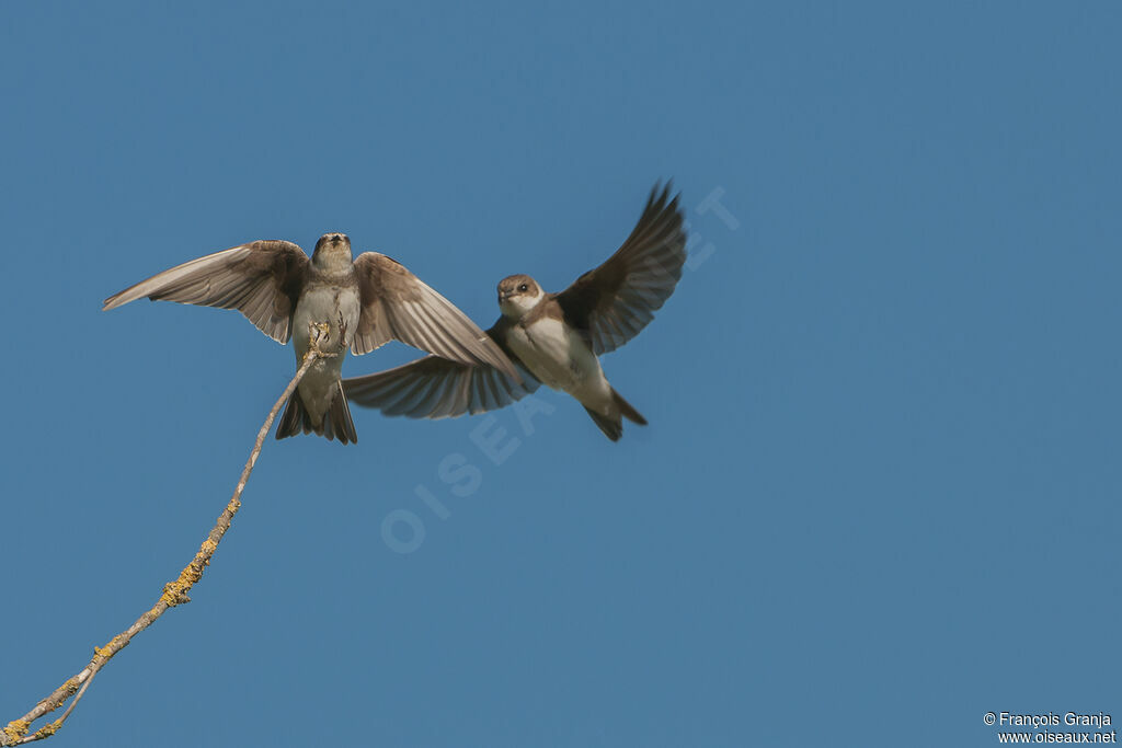 Sand Martinadult