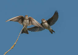 Sand Martin