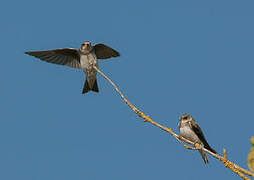 Sand Martin