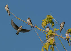 Sand Martin