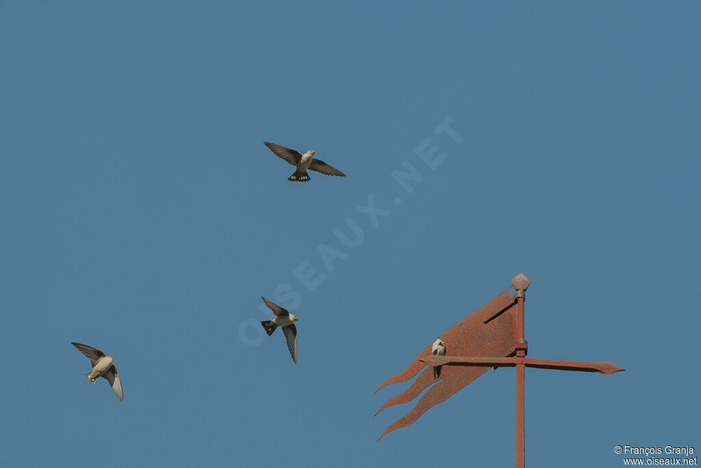 Eurasian Crag Martin