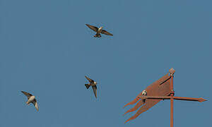 Eurasian Crag Martin