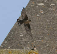 Eurasian Crag Martin