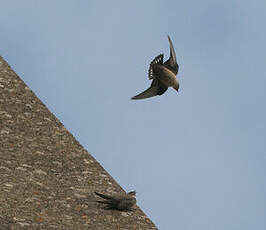 Hirondelle de rochers