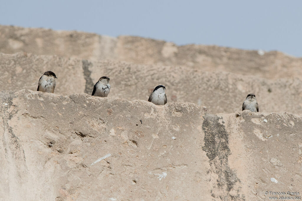 Andean Swallow