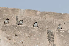 Andean Swallow