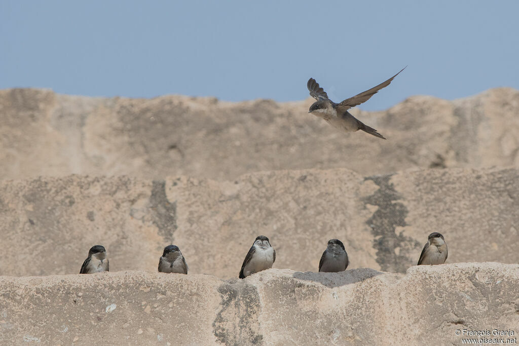 Andean Swallow