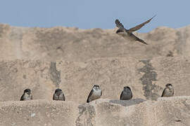 Andean Swallow