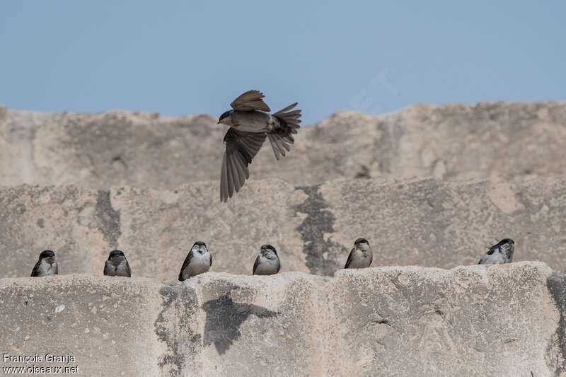 Andean Swallow, Flight