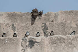 Andean Swallow