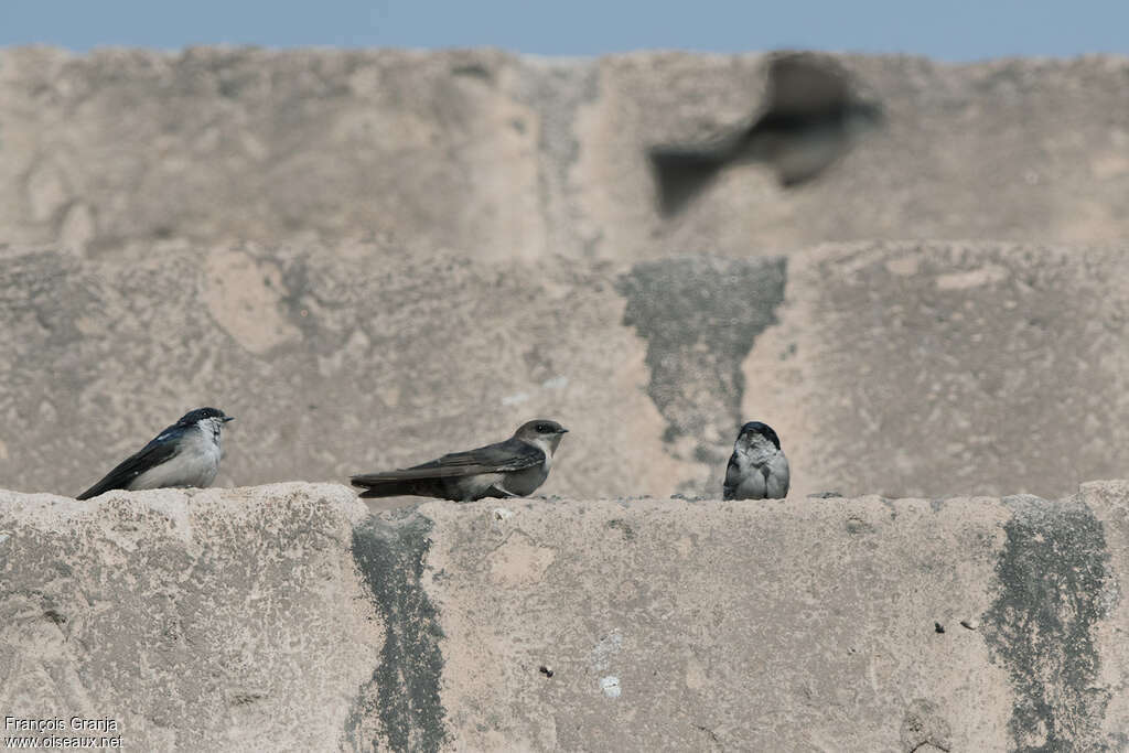 Andean Swallow, pigmentation