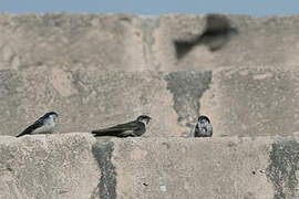 Andean Swallow