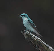 Mangrove Swallow