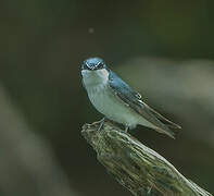 Mangrove Swallow