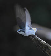 Mangrove Swallow