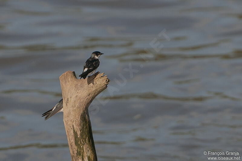 Mangrove Swallowadult