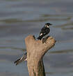 Hirondelle des mangroves