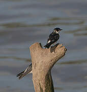 Mangrove Swallow