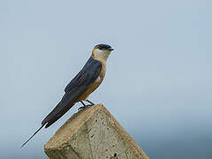 Mosque Swallow