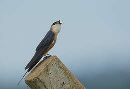 Mosque Swallow