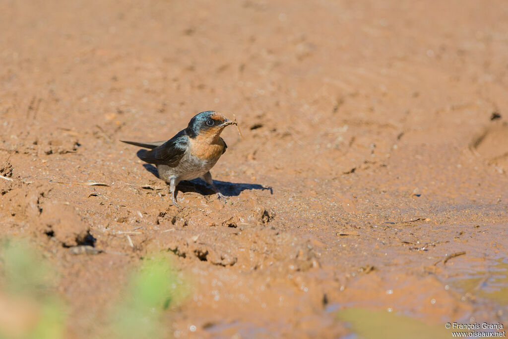 Hirondelle des Nilgiri