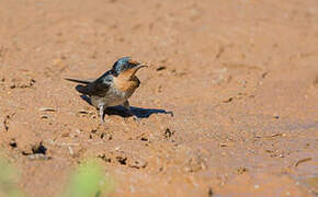 Hirondelle des Nilgiri