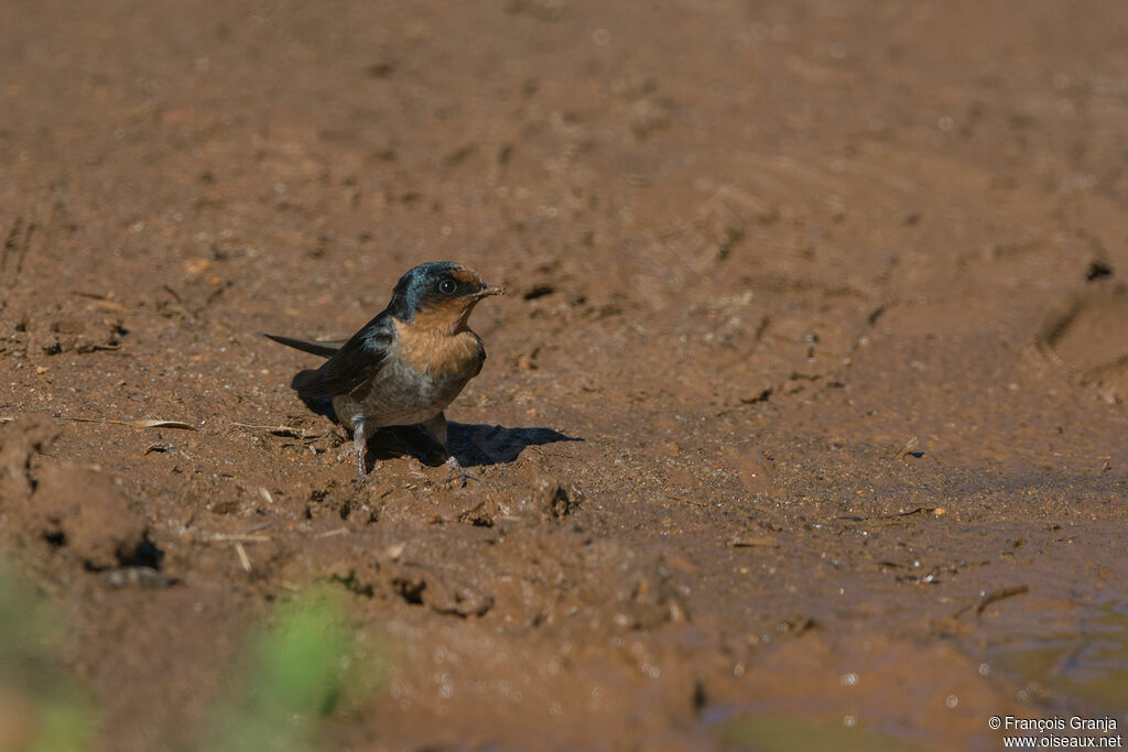 Hirondelle des Nilgiri