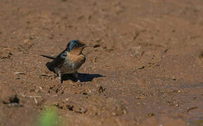 Hirondelle des Nilgiri