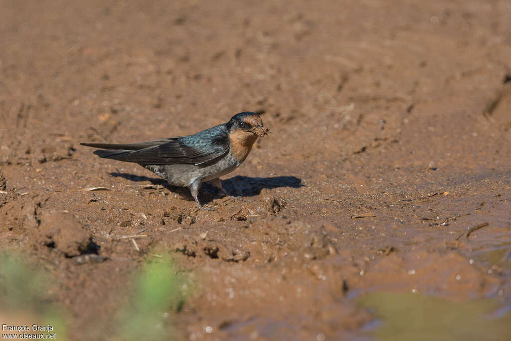 Hill Swallow, identification