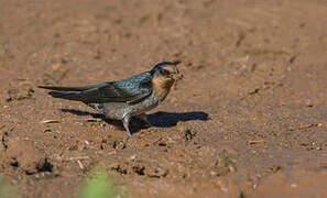 Hirondelle des Nilgiri