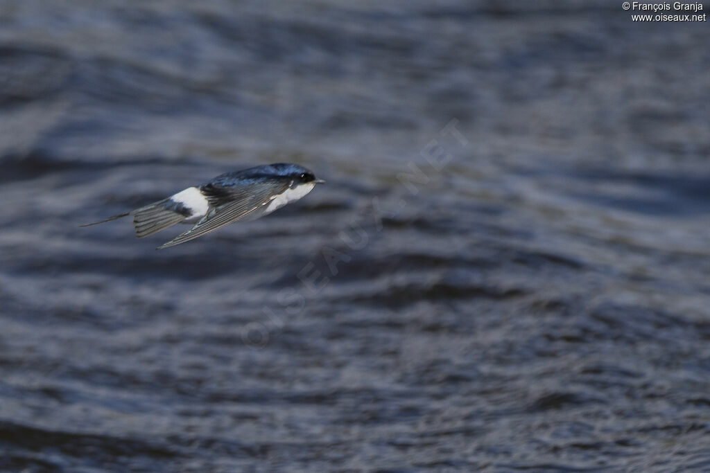 Chilean Swallow