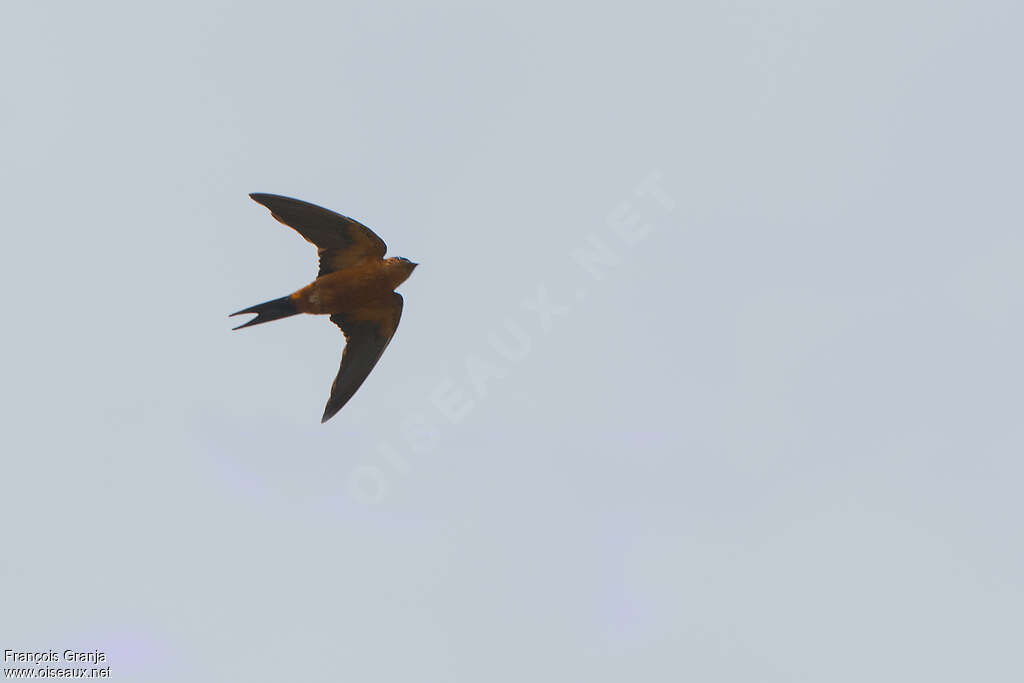 Sri Lanka Swallowadult, Flight