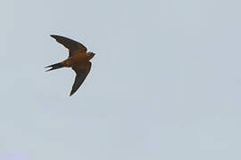 Sri Lanka Swallow