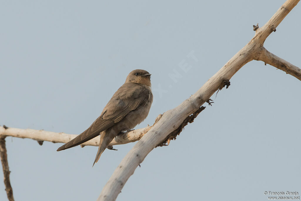 Hirondelle isabelline