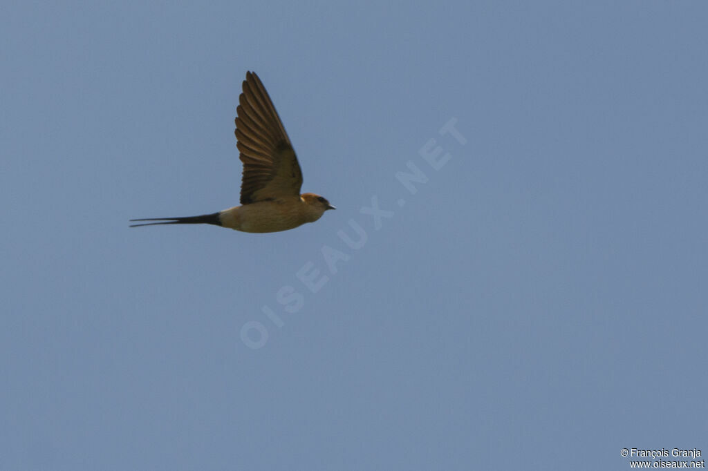 Red-rumped Swallowadult