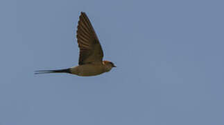 Red-rumped Swallow