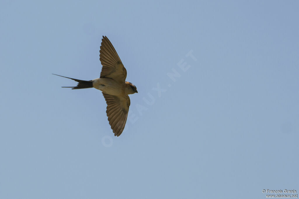 Red-rumped Swallowadult