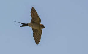 Red-rumped Swallow