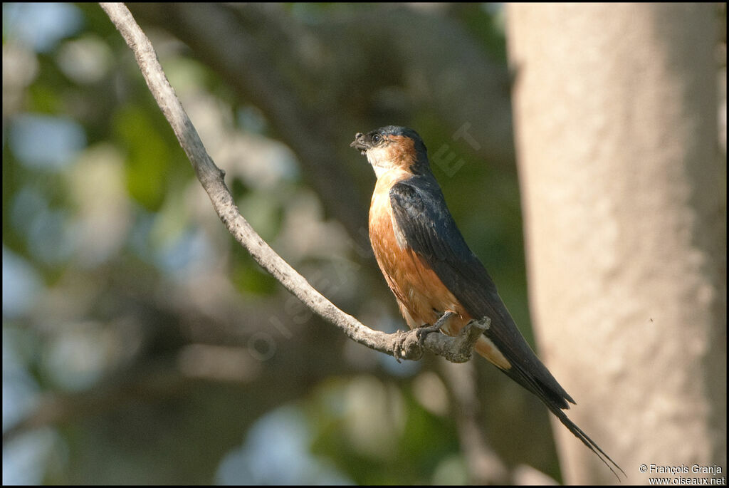 Hirondelle rousseline