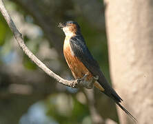 Red-rumped Swallow