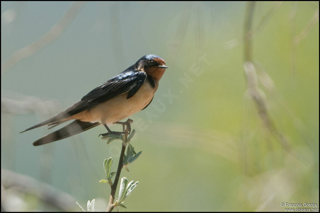 Barn Swallowadult