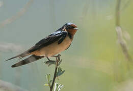 Barn Swallow