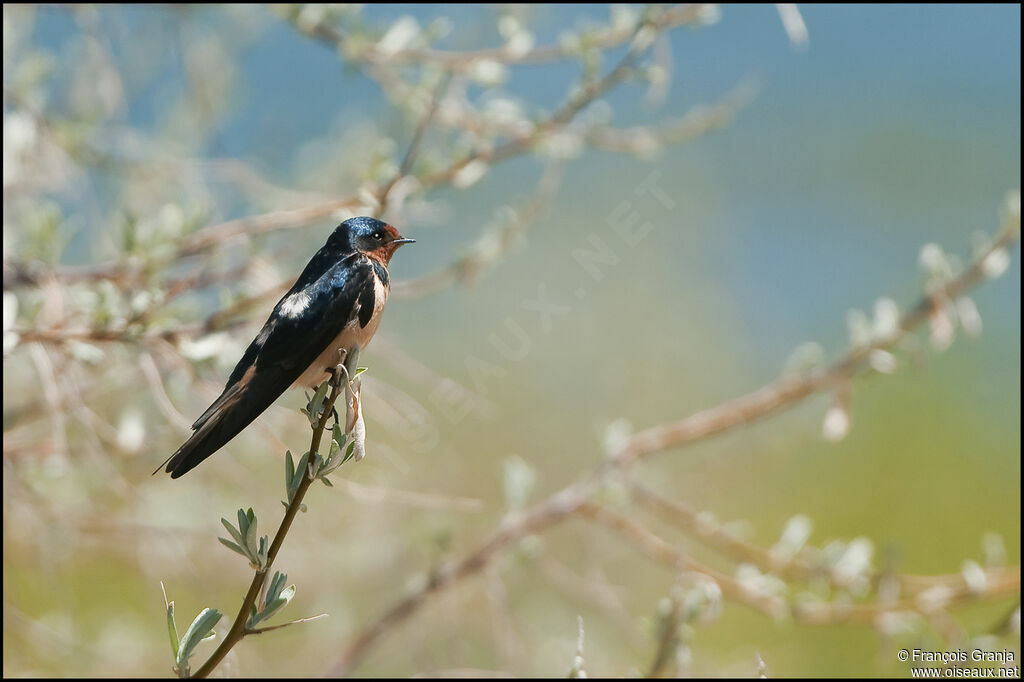 Hirondelle rustiqueadulte