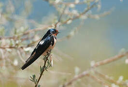 Barn Swallow